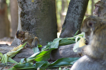 b&eacute;b&eacute; singe