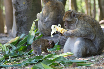 b&eacute;b&eacute; singe