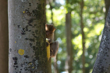 b&eacute;b&eacute; singe