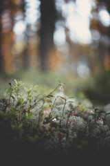 Green forest, roads and trails from the summer forest collection