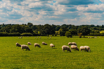 Obraz premium Sheep and lamb in the field