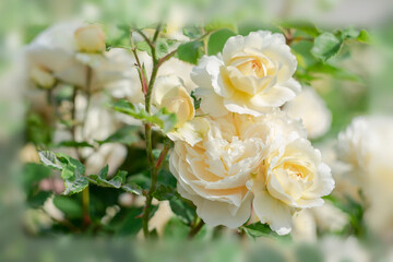 White roses on a blurred background.
