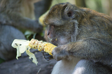 b&eacute;b&eacute; singe