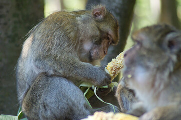 b&eacute;b&eacute; singe