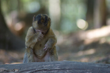 b&eacute;b&eacute; singe