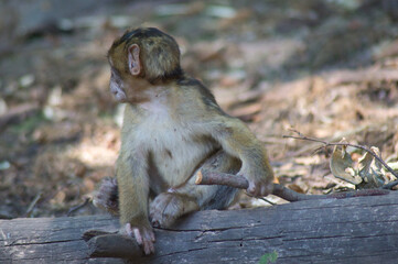 b&eacute;b&eacute; singe