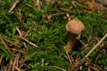 Tiny forest mushrooms, macro photo, uneatable, close up of 
different species
