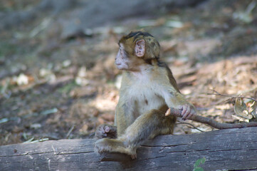 b&eacute;b&eacute; singe