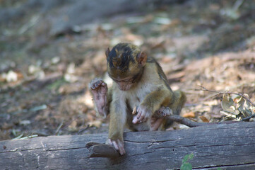 b&eacute;b&eacute; singe