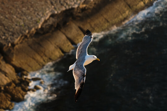 High angle photo of a seagull flying.
