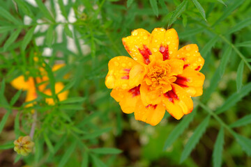 Beautiful, delicate marigold (tagetes) flowers with water droplets.