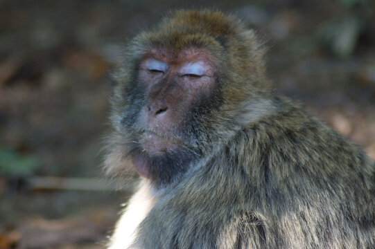 singe