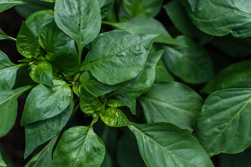Fototapeta na wymiar shiny green smooth leaves of pepper plants in the vegetable garden