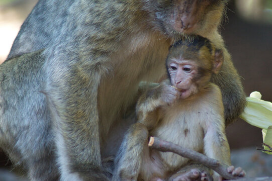 Monkeys