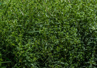 bright green shiny leaves on thin twigs of plant, flowers, grass in sunlight in garden, pattern