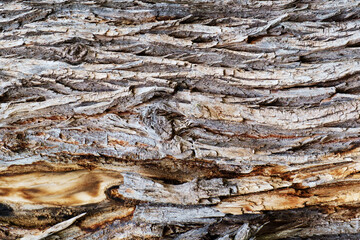 The texture of the bark of an old tree