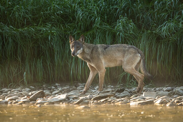 Grey Wolf (Canis lupus) in the natural habitat. Carpathian MOuntains, Bieszczady, Poland.