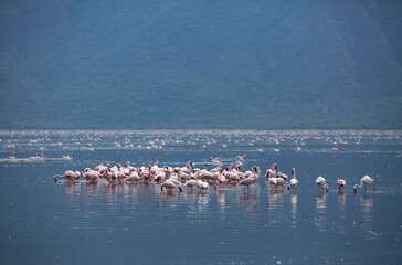 Fototapeta premium Flocks of Lesser Flamingos at Lake Bogoria, Kenya