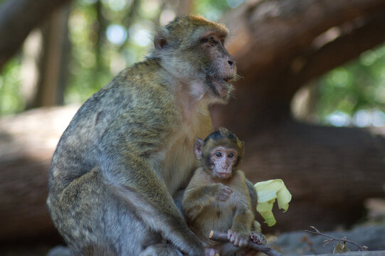 Monkeys
