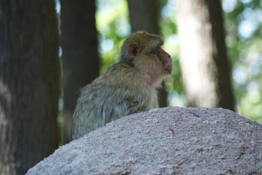 Monkeys
