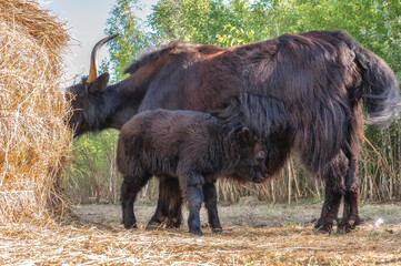 A female Yak with a small calf grazes near a haystack.