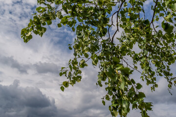 bright green birch leaves on a branch against a cloudy sky in the afternoon in summer