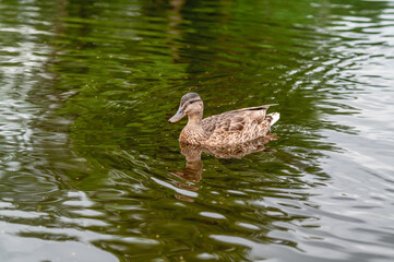A lone duck swims in a pond