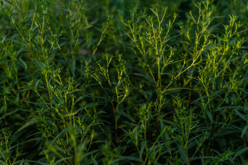 bright green shiny leaves on thin twigs of plant, flowers, grass in light of sunset in garden, pattern