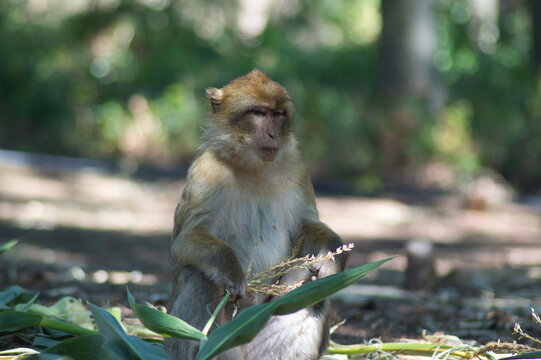 Monkeys