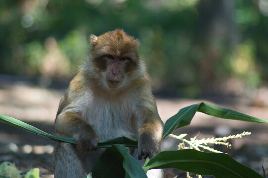 Monkeys