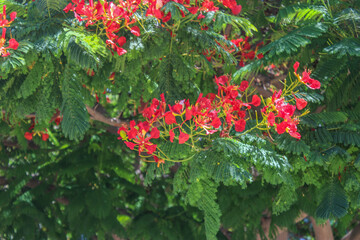 Un árbol de hojas verdes y rojas en un bosque 