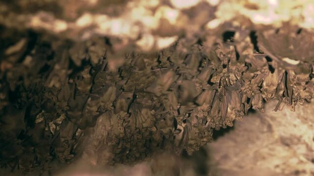 Greater mouse-tailed bat colony in a cave