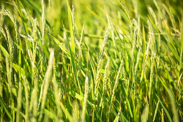 Green Rice fields in a sunset