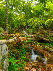 Fototapeta na wymiar Small waterfalls in the forest (Tochigi, Japan)