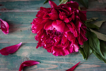 Flower  red pink peony blooming peonies