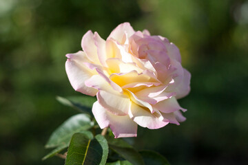 Flower pink yellow rose in garden single natural