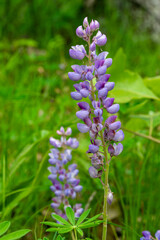 Wild purple lupine in a meadow with selective focus on flower. 