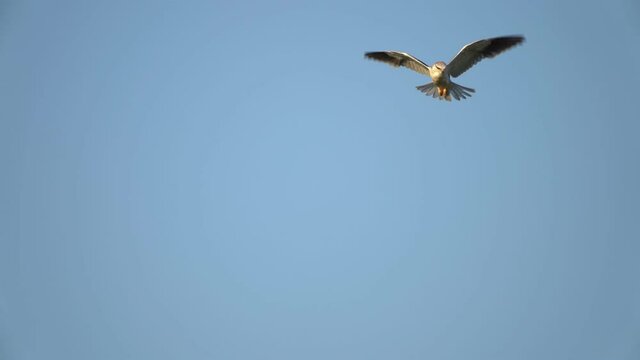 Black-winged kite or Black-shouldered kite hovering