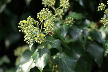 Efeu Efeublüte Insekten Bienen Wespen Fliegen Garten Ranke Giftig Zierpflanze
Grün 
