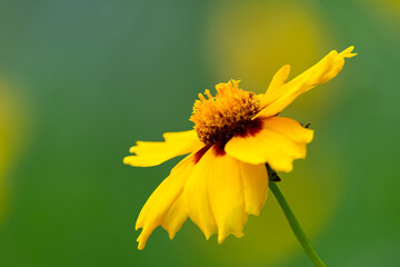 Yellow flower with yellow red center.  Yellow coreopsis with selective focus and bokeh.  tickseed