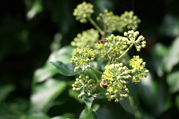 Efeu Efeublüte Insekten Bienen Wespen Fliegen Garten Ranke Giftig Zierpflanze
Grün 
