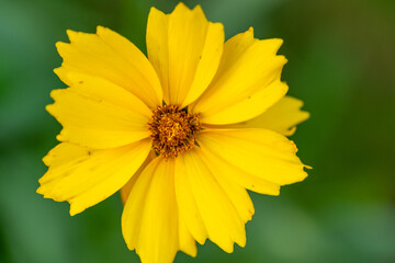 Yellow flower with yellow center.  Yellow coreopsis with selective focus and bokeh.  tickseed