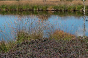 Sumpflandschaft im Hohen Venn mit Wassertümpeln - Brackevenn bei Mützenich