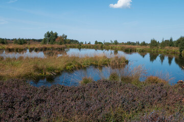 Sumpflandschaft im Hohen Venn mit Wassertümpeln - Brackevenn bei Mützenich
