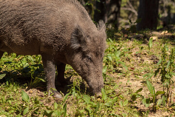 Naklejka na ściany i meble Female wild boar (Sus scrofa) in full sunshine, searching among vegetation for food
