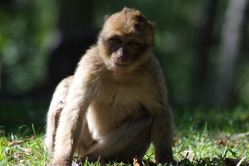 Monkey Wild forest primate nature sauvage