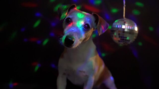Adorable Dog night disco club close up looking attentively curiously. Jack Russell terrier having fun going out. Video footage night life disco ball lights atmosphere dark background. Party hard pet 