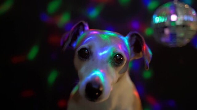 Close up dog Jack Russell terrier face party Party hard  atmosphere, dark background with colored lights and disco mirror ball. Video footage funny cool pets. Looking indifferent apathetic sad eyes. 