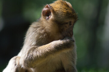 Monkey Wild forest primate nature sauvage