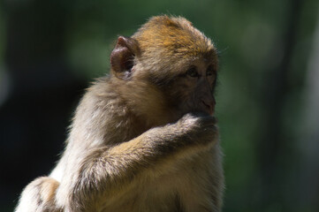 Monkey Wild forest primate nature sauvage
